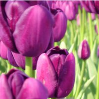 T.U.L.I.P.S (@mytulipsnv) 's Twitter Profile