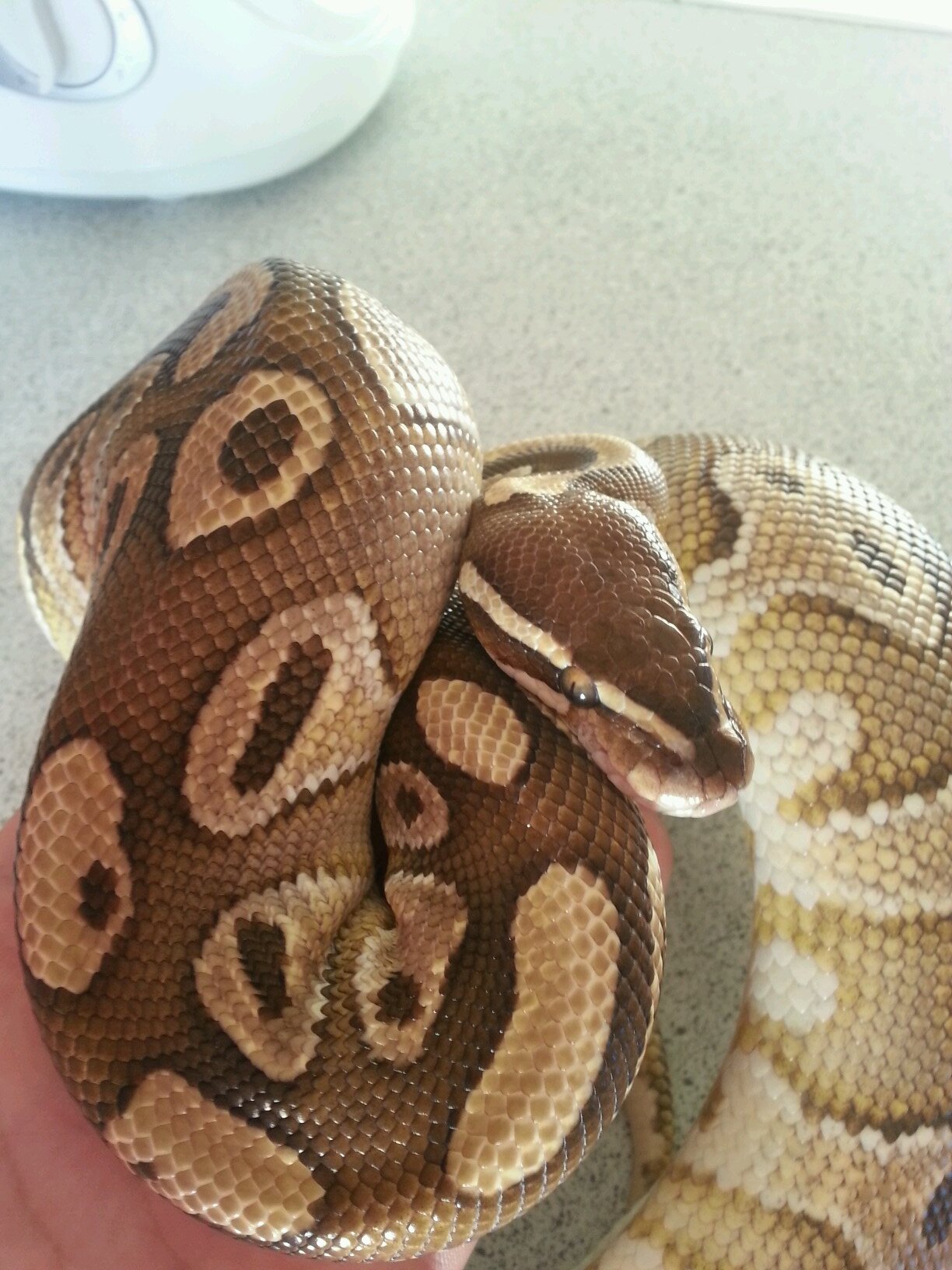 deianlfc's profile picture. 