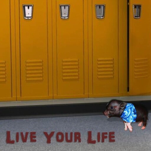 SiegfriedTheBoy's profile picture. Living life with my teacup pig