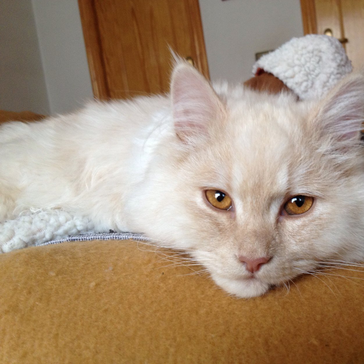 zeenplus's profile picture. 