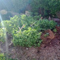 mon propre jardin (@monproprejardin) 's Twitter Profile