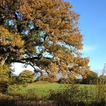 Working to make Mid-Devon a better place to live and work. Our email is uffculmefriends@gmail.com