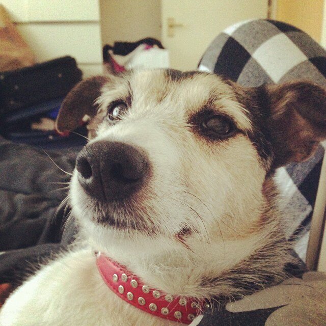 I am a rescued terrier who has been through the mill but now part of a family who loves me more than anything and am the happiest I've ever been