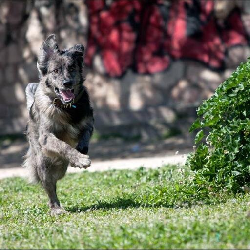 sofoklis_a's profile picture. Δημοσιογράφος με ειρωνικές κ κυνικές τάσεις. Με πολύ καλή μνήμη. Φόλο μέχρι αποδείξεως του αντιθέτου. Οι απόψεις είναι αυστηρά προσωπικές.