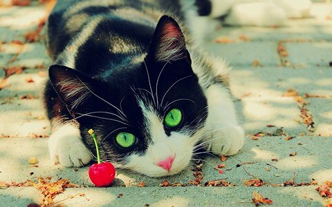 especialmente creado,para los amantes de los felinos.