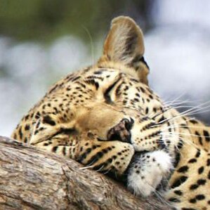 leoparddreamer's profile picture. Je #tweet, je #tweet et je #retweet !