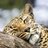 leoparddreamer's profile image