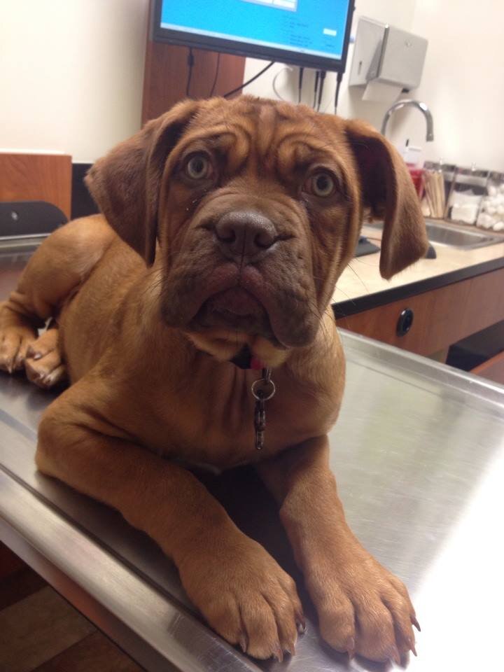 EmilyMorris8990's profile picture. I am an Origami Owl Independent Designer!!! Tell your story and let me help you with your jewelry needs!! Host a party or become a designer!!