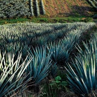 From Mexico to World. 
De México para el Mundo.
#TEQUILA