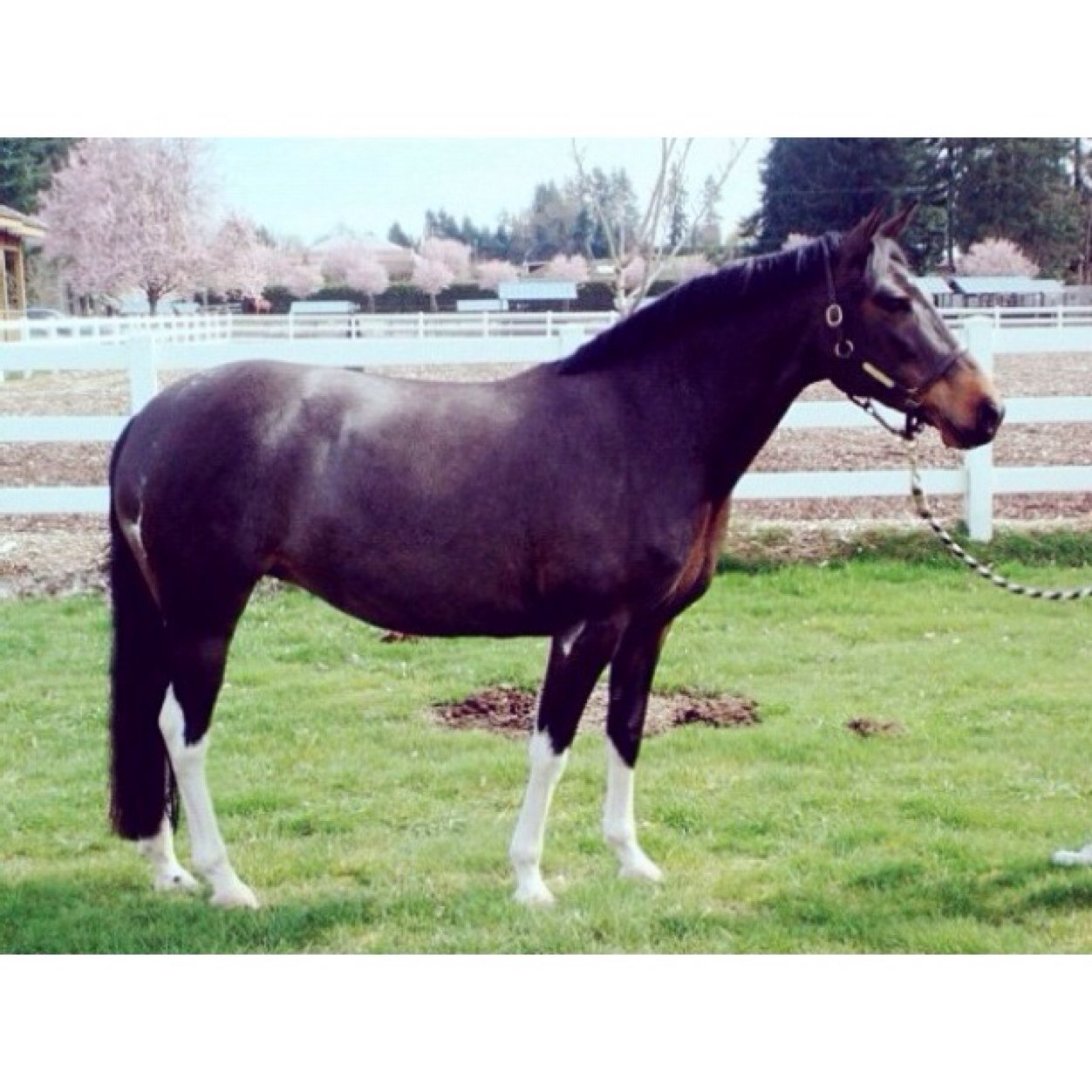 ridersandrovers's profile picture. jumpers