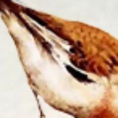 CanariosScv's profile picture. Criador nacional de canarios Timbrados Españoles de canto. Actualmente miembro de la AOM (Asociación Ornitológica de Margarita) Criador num 20.