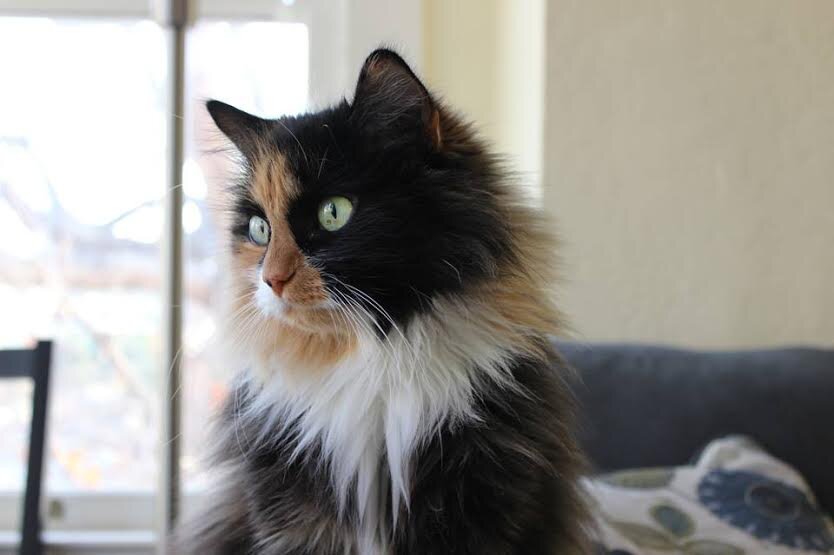 Meow.