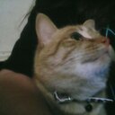 angel helm  - @kajiitprisoner - Twitter