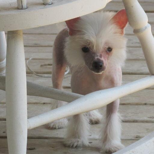 Pixietailkennel's profile picture. 