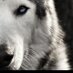 Loki the Wolfdog (@lokithewolfdog) Twitter profile photo
