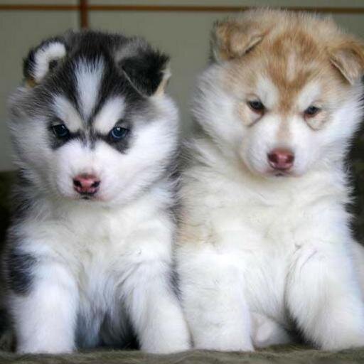 BelaReneesme's profile picture. 