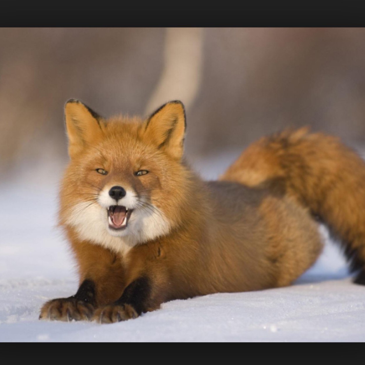Send in your craziest Marist party pictures to be featured #getfoxedup
Not associated with Marist College