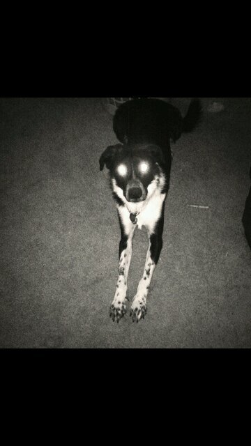 chewydisdick69's profile picture. wassup? names chewy but im sure you knew that. dustins dawg, litterally. anyway follow me or get tf off my page