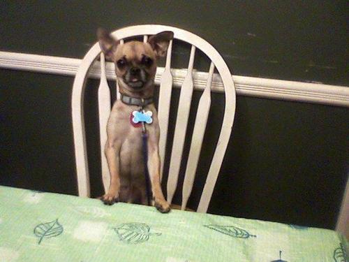 IM A CHIHUAHUA And PUG DON'T MESS WITH ME..Woof WOW!