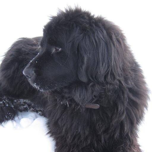 Newfie time. @christianmlong@wandering.shop