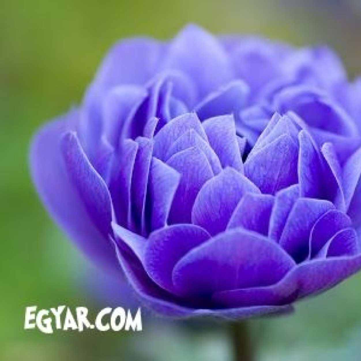 اللهم اني اسالك الهدى والتقى والعفاف والغنى الدال على الخير كفاعله