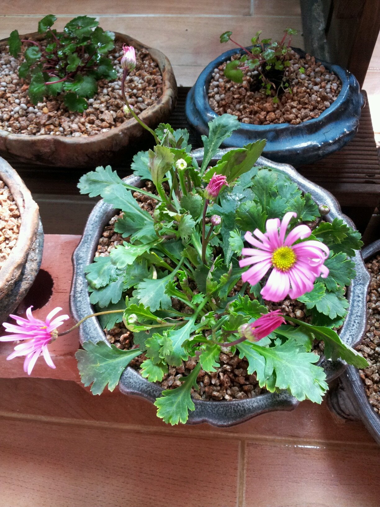 soyuncui's profile picture. 