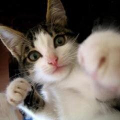 My life is on Paws.