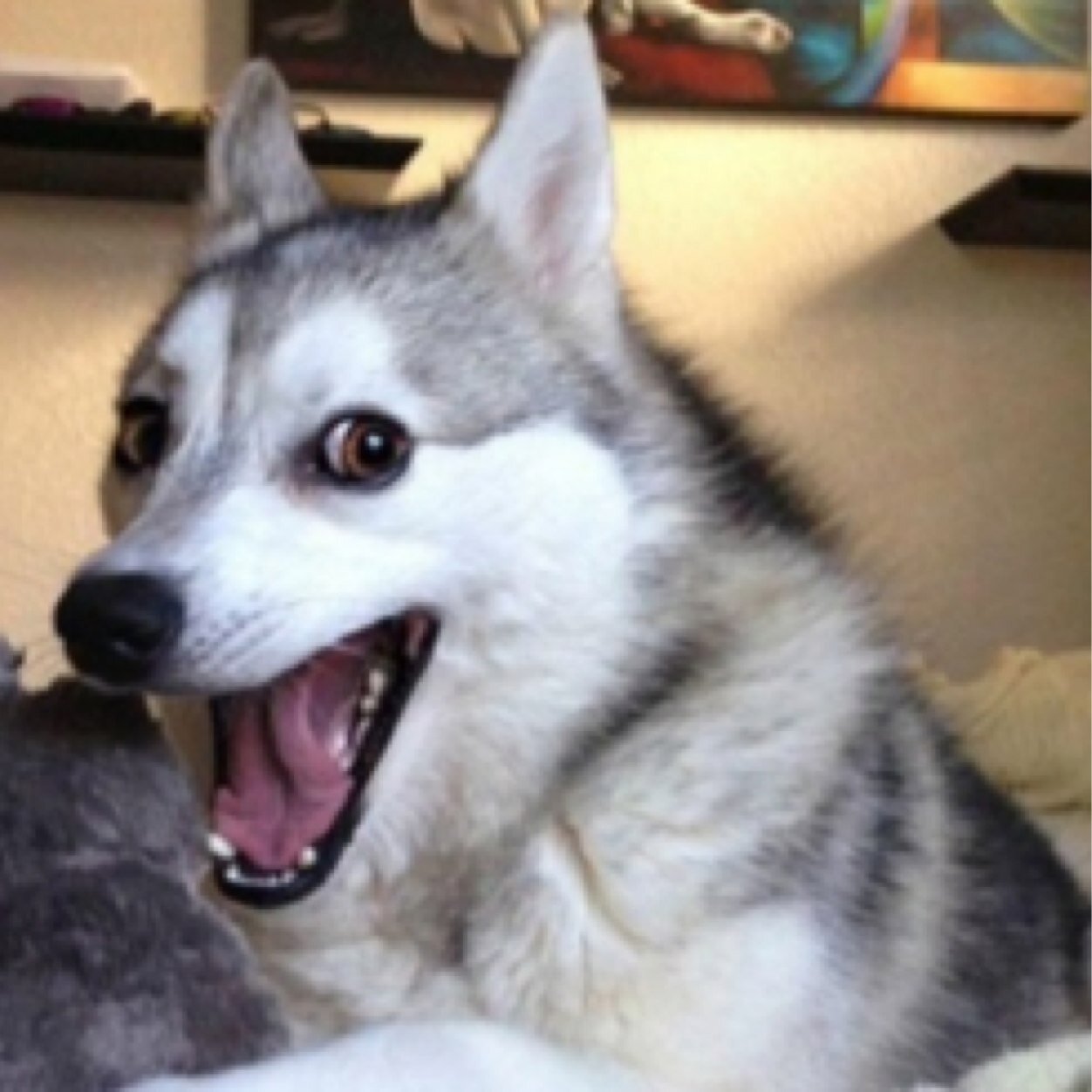 Daily_lmaos's profile picture. Laughter is the best medicine, and best way to bond! Share the laughs!