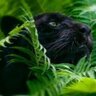 TheStockPanther's profile picture. 