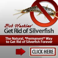 Silverfish bug remedy and information