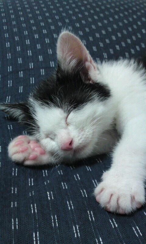 Ｂ型万歳*.٩( 'ω' )و .*
ほぼ猫垢です