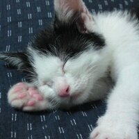 みき (@8mikitty8) 's Twitter Profile