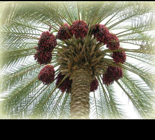 samnan20141's profile picture. ‏‏‏تأمين اجود انواع النخيل باالمملكه والخليج .. خلاص.خضري.برحي. سكري . اجود انوع النبوت المصداقيه بالتعامل وتوفيق الله  هي نجاحنا