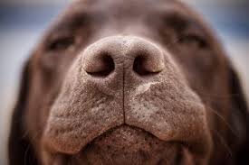 Providing Unique Pet Care Solutions.  
Watford And Surrounding Areas.


Dog Walking, Pet Sitting, Dog Day Care, Daytime Feeding Visits.