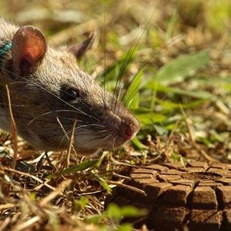 DeminingDoyle's profile picture. Clearing mines without fear or ferret.