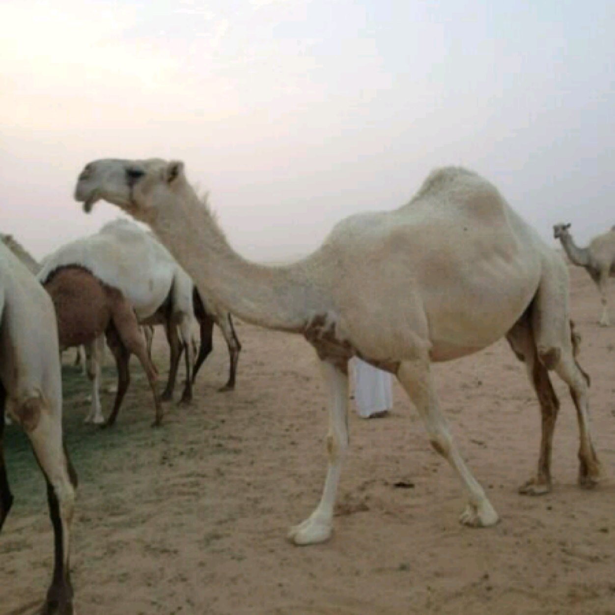 القمم لأهل الهمم
