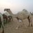 hamed_m_f1's profile image