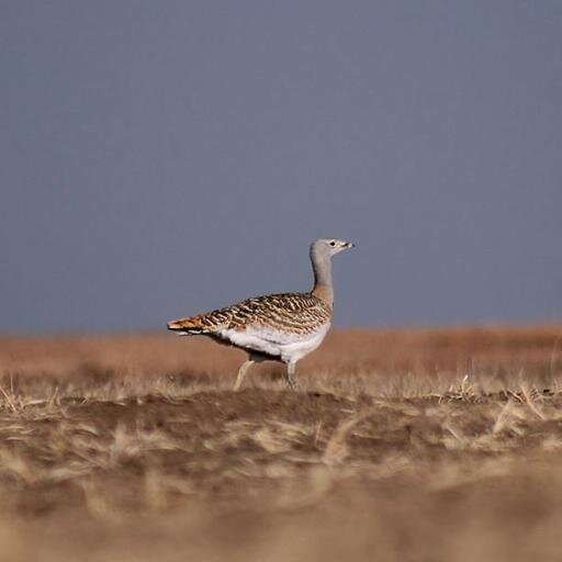 Sultanpansiyon's profile picture. Sultan Sazlığı Kuş Cenneti
Sultan Marshes Bird Paradise