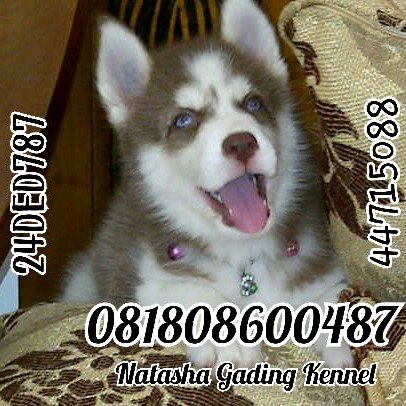 FS Puppy Siberian Husky & Toy Poodle GoodQuality