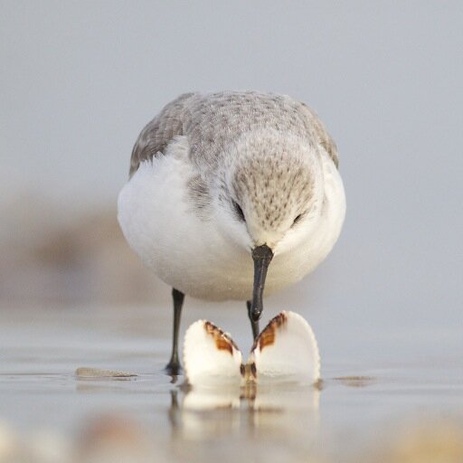 Wildlife Photographer, Voluntary Warden RSPB Dungeness, Channel Diver