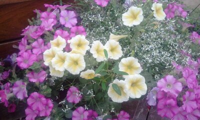 Wife, mother, MiMi, artist, musician, intercessor and follower of Jesus
