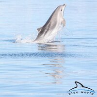 Blue World Institute (@blueworld_inst) 's Twitter Profile Photo Blue World Institute (@blueworld_inst) 's Twitter Profile Photo
