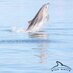 Blue World Institute (@blueworld_inst) Twitter profile photo Blue World Institute (@blueworld_inst) Twitter profile photo