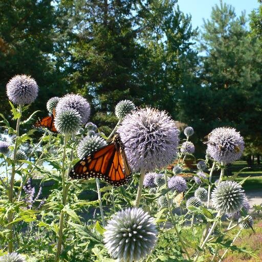Artist & gardener .. Very passionate about how humanities need for greed comes at such a cost to nature