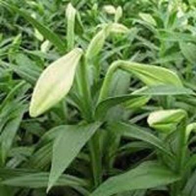 bollenaardig's profile picture. 