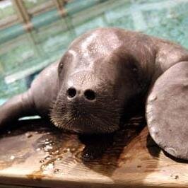 Raising money for Snooty the Manatee on St. Patrick's Day 2014. Please help us feed the world's oldest-known manatee today! Not official SFM account.