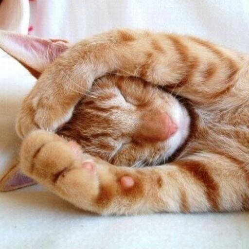 shelix2013's profile picture. 