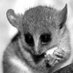 Bleak Mouse (@bleak_mouse) Twitter profile photo Bleak Mouse (@bleak_mouse) Twitter profile photo