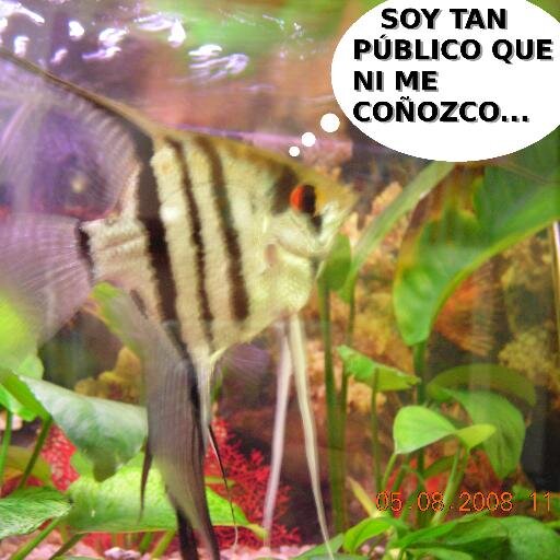 Hago videos muy chulis de Acuarios, Peces, Consejos y Diario todos los días solo para Querubines