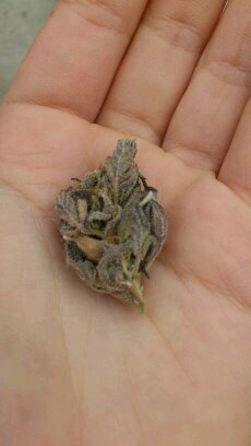 4 porretas enamoradas de la marihuana Smoking weed everyday✌ #420 #weed #legalizacion #weednoshumos Mucha ganjah ∞
